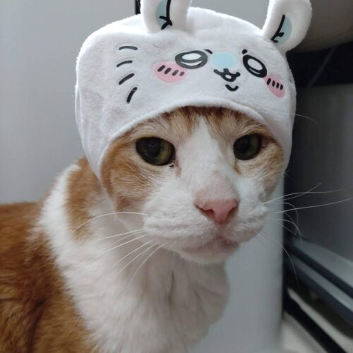 チャオ